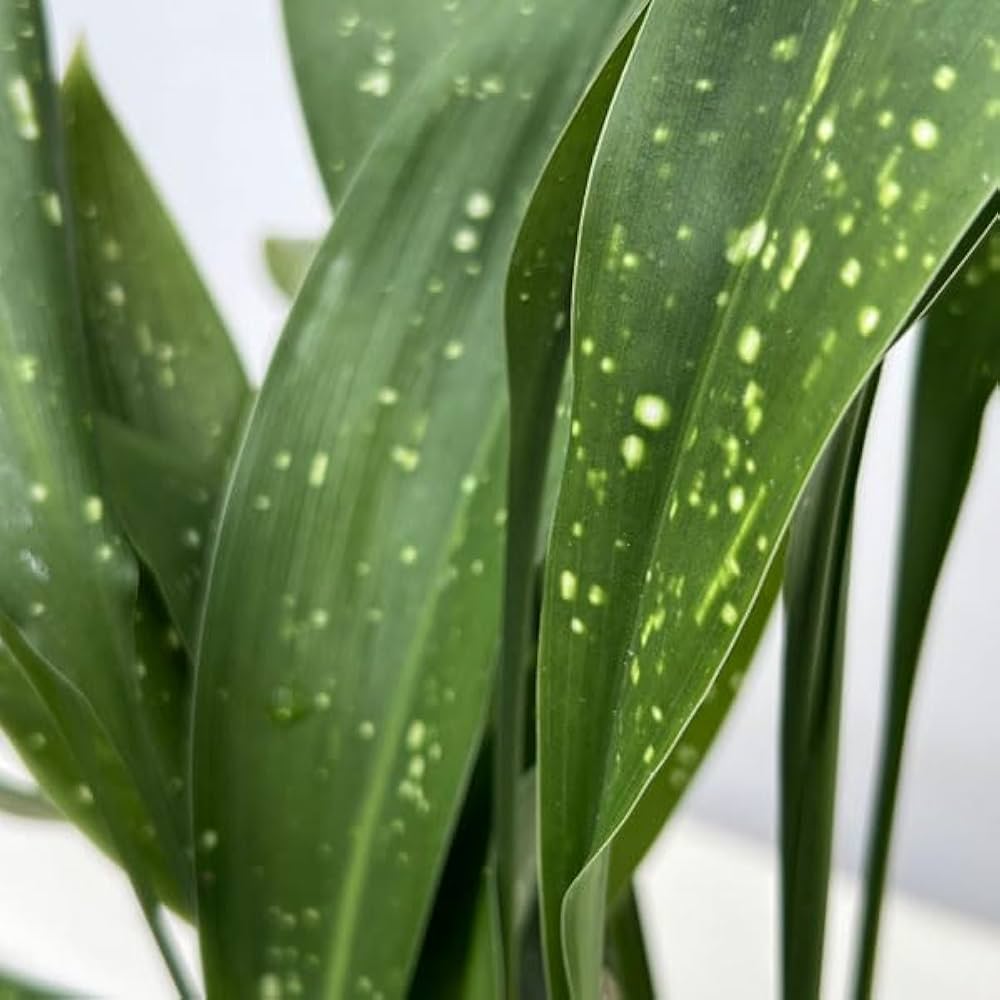 ハラン　天の川　7個セット ハラン 天の川 7個セット 斑入りハラン・天の川13.5cmポット苗